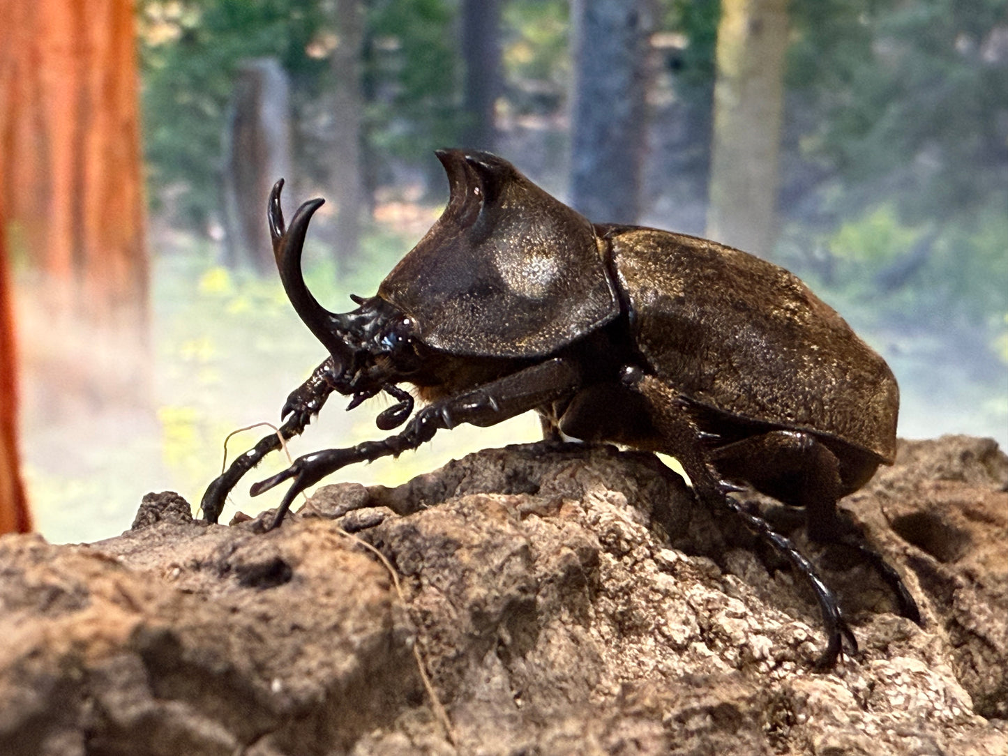 Tempest Rhinoceros Beetle (Allomyrina pfeifferi)