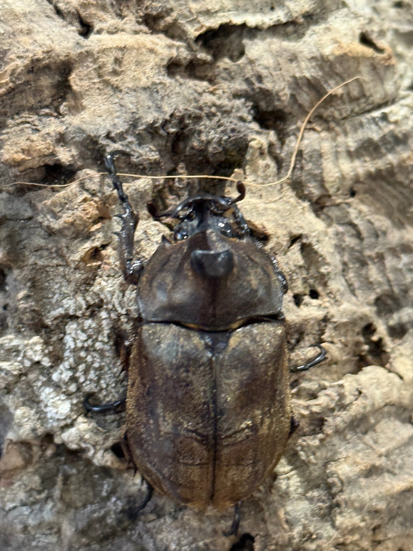 Tempest Rhinoceros Beetle (Allomyrina pfeifferi)