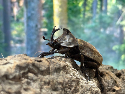 Tempest Rhinoceros Beetle (Allomyrina pfeifferi)
