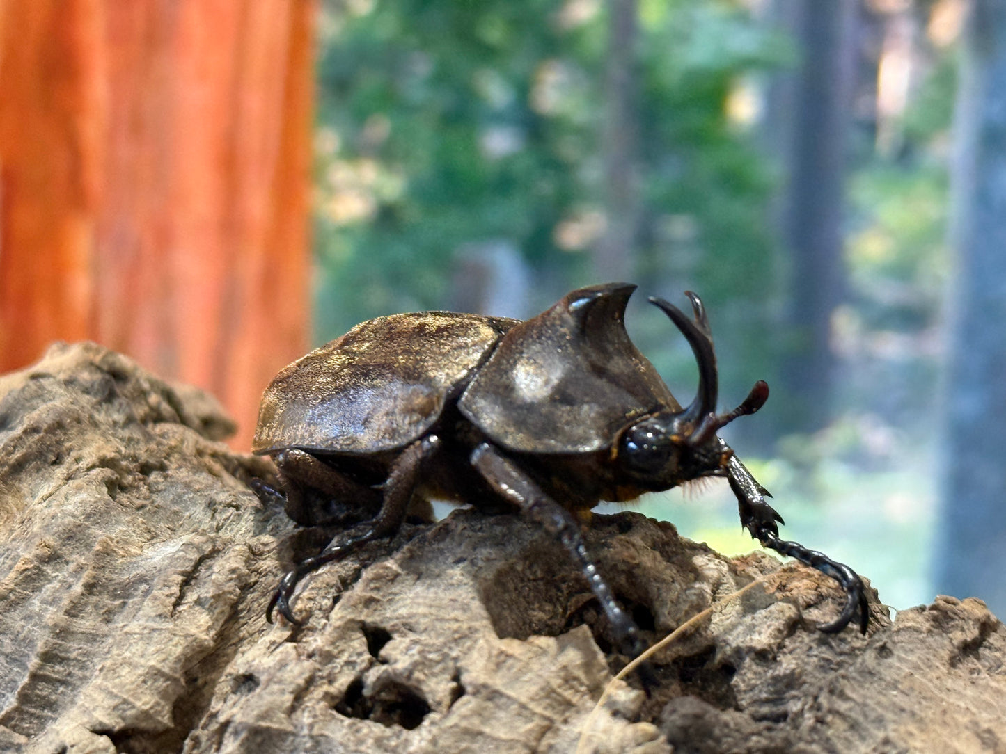 Tempest Rhinoceros Beetle (Allomyrina pfeifferi)