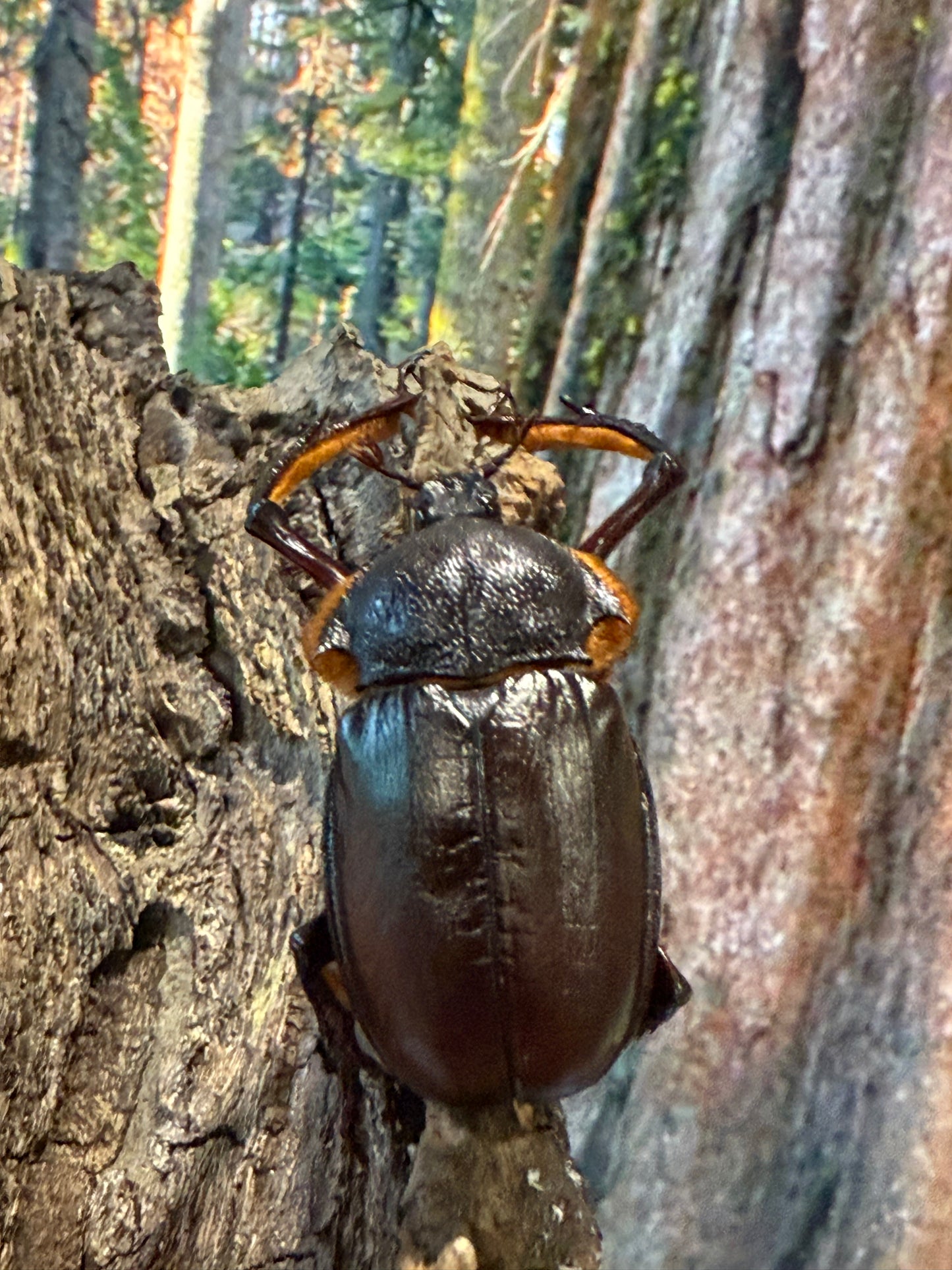 Turkey Long Arm Beetle (Propomacrus bimucronatus)