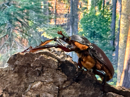 Turkey Long Arm Beetle (Propomacrus bimucronatus)