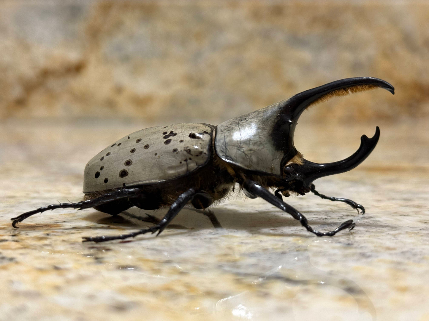 Western Hercules Beetle (Dynastes grantii)