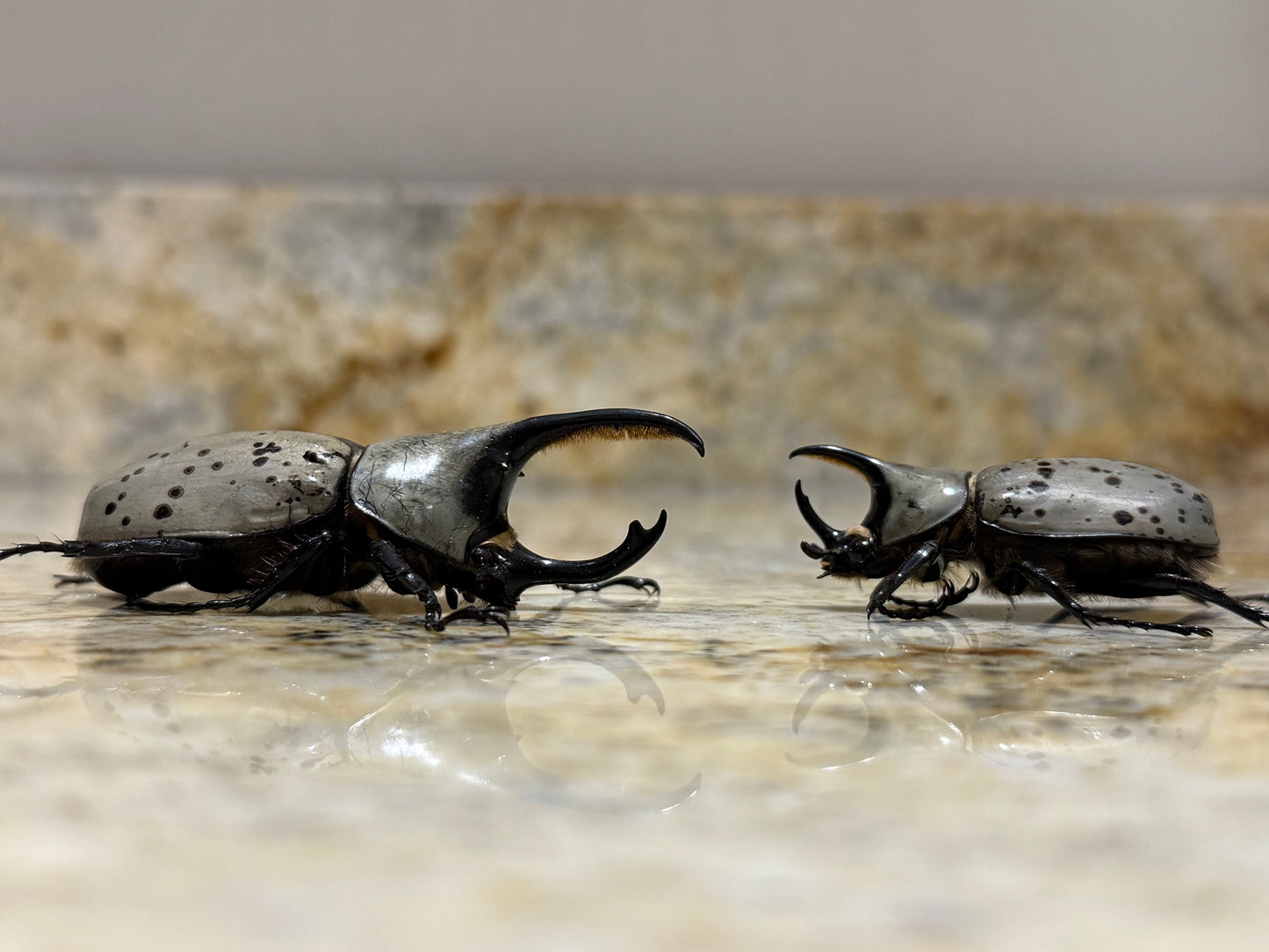 Western Hercules Beetle (Dynastes grantii)