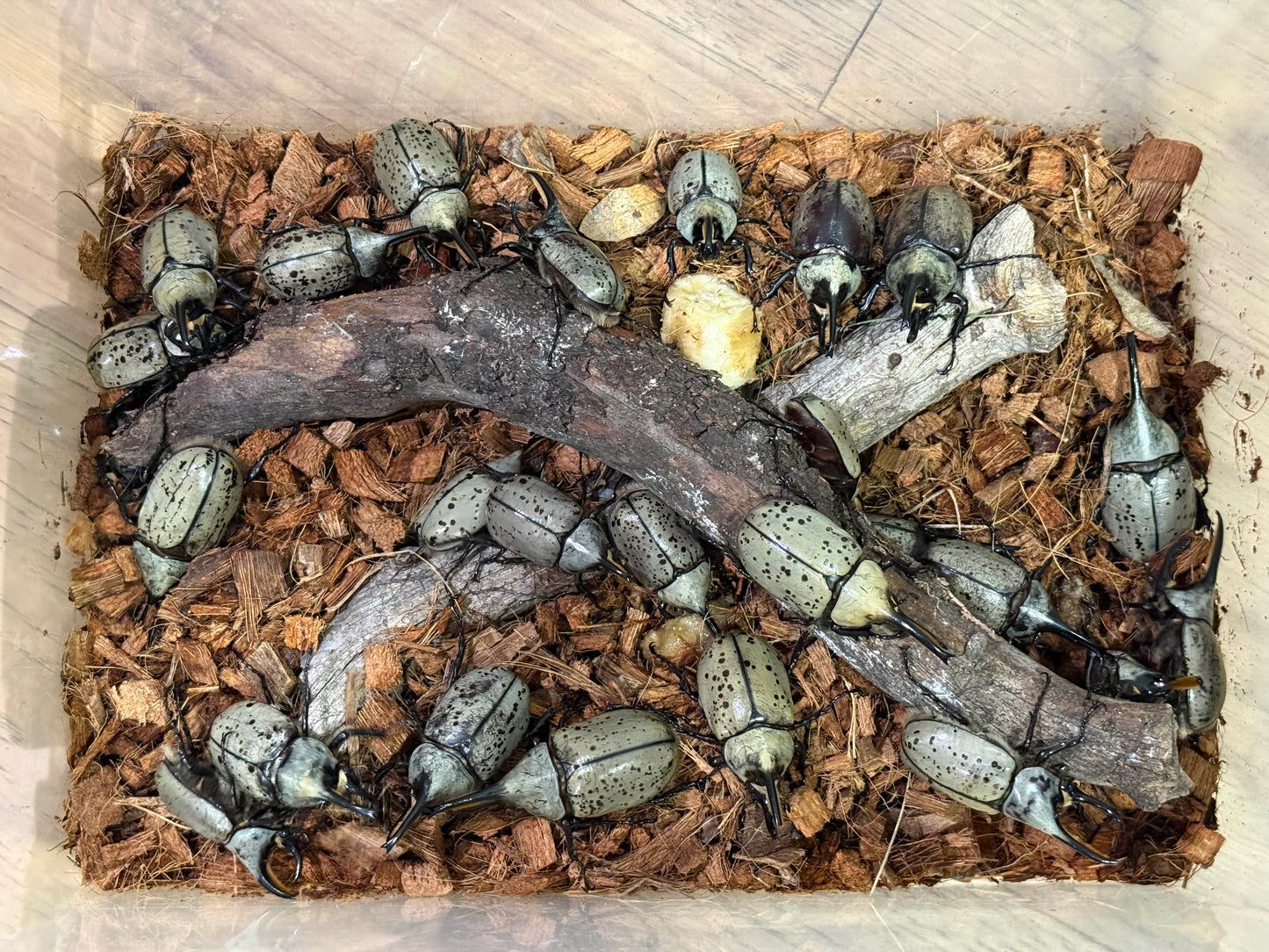 Western Hercules Beetle (Dynastes grantii)