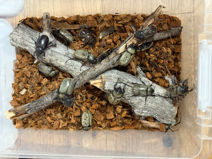 Western Hercules Beetle (Dynastes grantii)