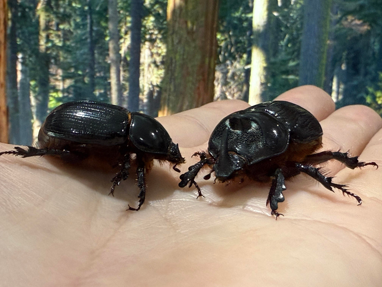 Western Rhinoceros Beetle (Xyloryctes thestalus)