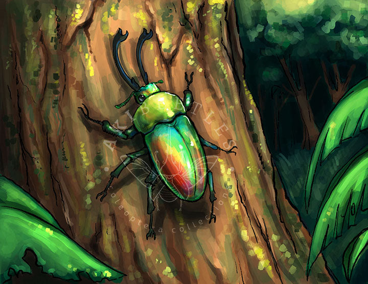 Beetle Greeting Cards (Blank inside)