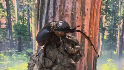 Turkey Long Arm Beetle (Propomacrus bimucronatus)